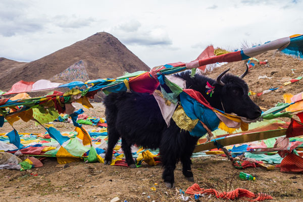 el bufalo del tibet